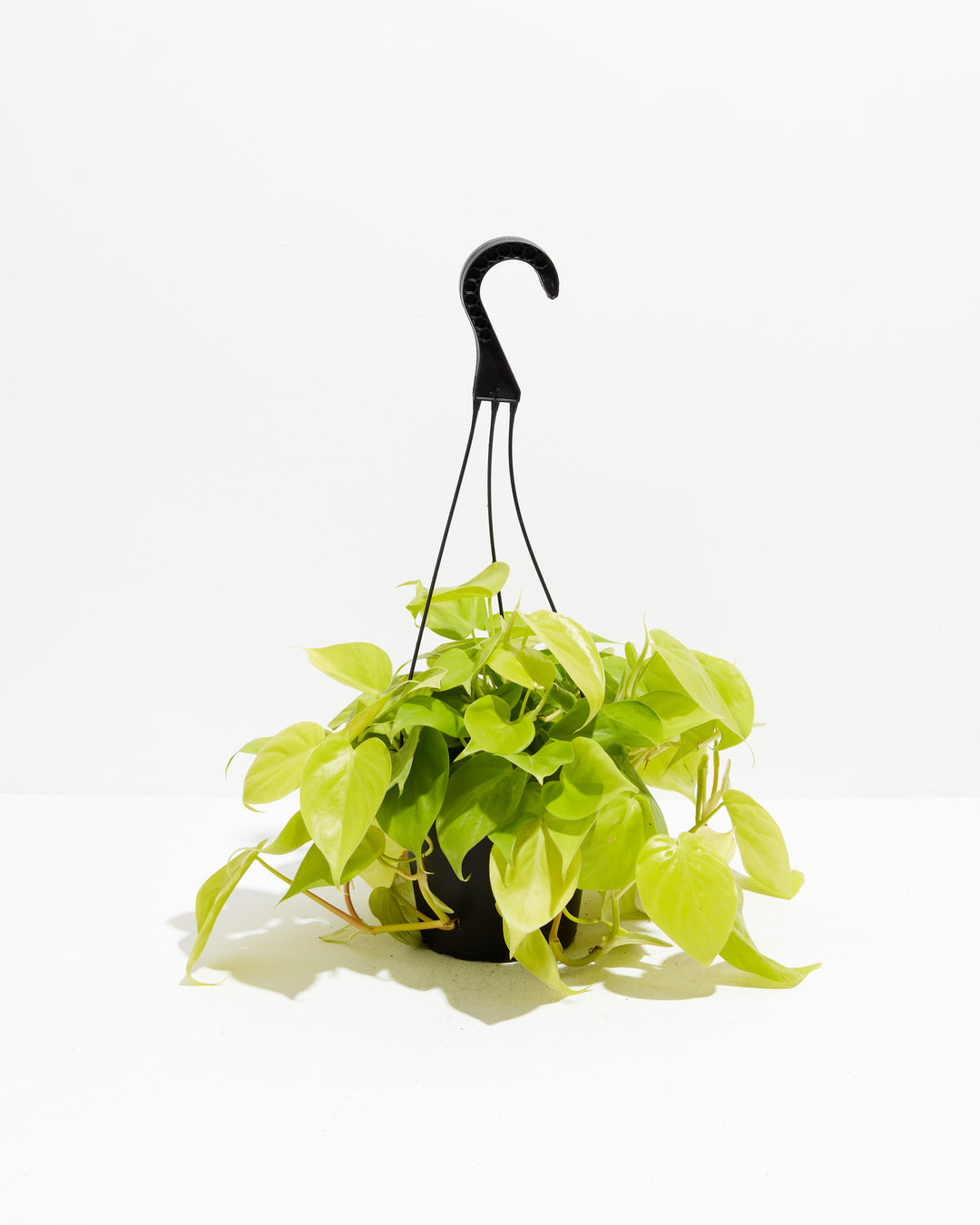 Philodendron Neon, Lively Root, Plant, Size, Medium, , 