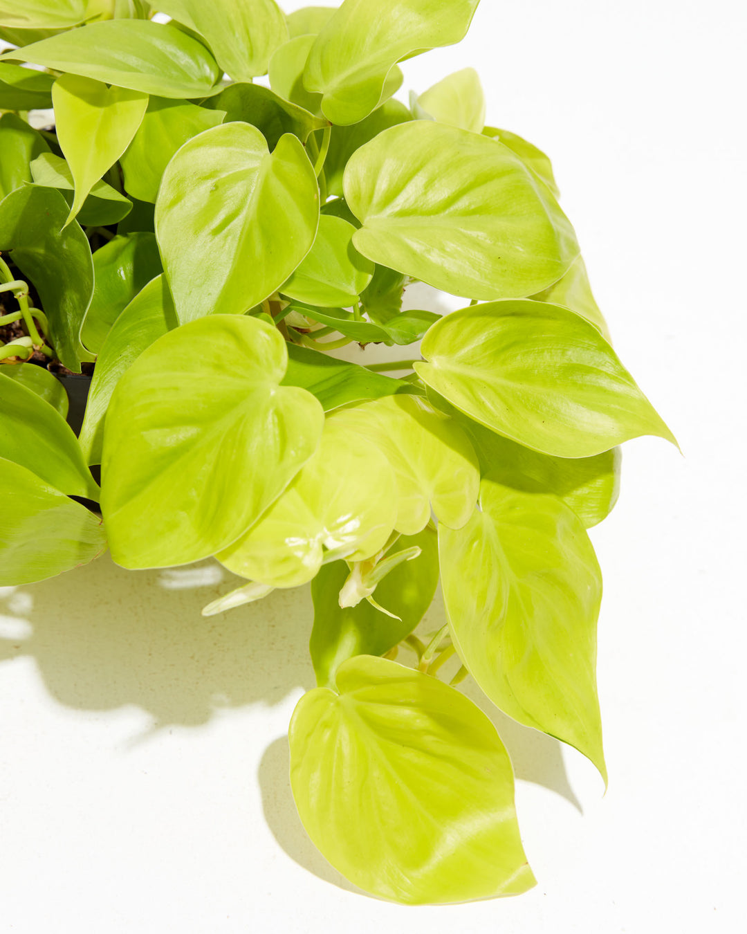 Philodendron Neon, Lively Root, Plant, , , , 