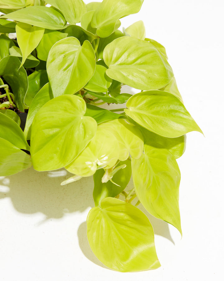 Philodendron Neon, Lively Root, Plant, , , , 