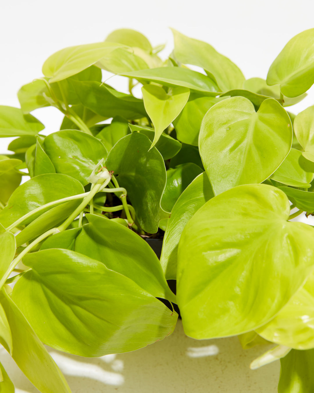 Philodendron Neon, Lively Root, Plant, , , , 