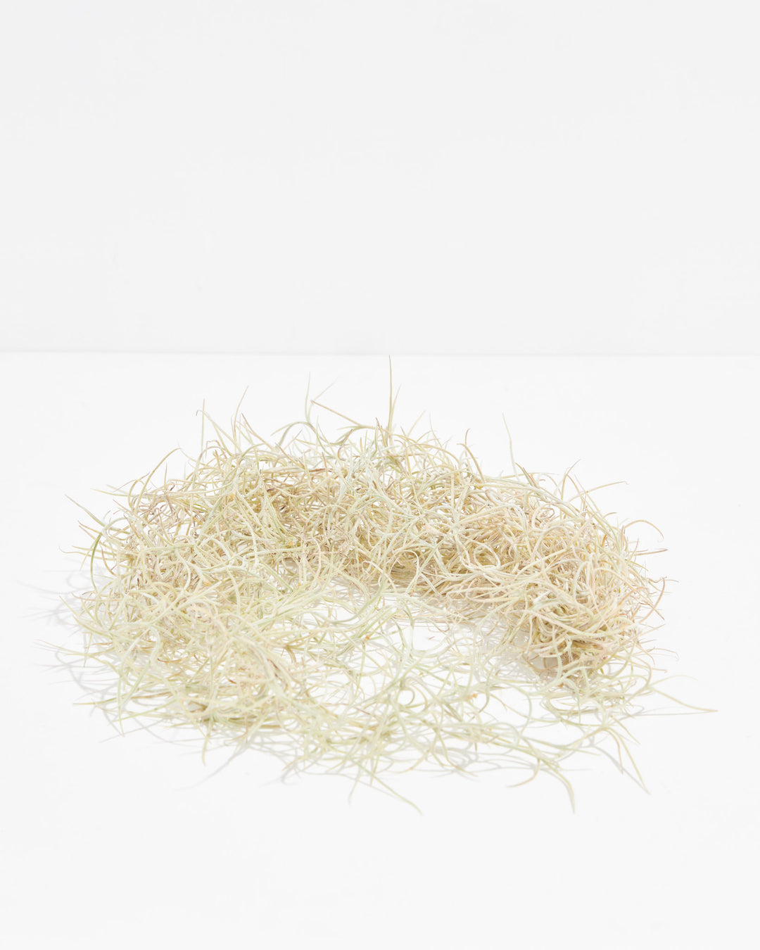 'El Mejor' Spanish Moss Air Plant, Lively Root, Plant, , , , 