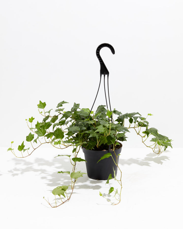 English Ivy Deep Green Ripple, Lively Root, Plant, Size, Medium, , 