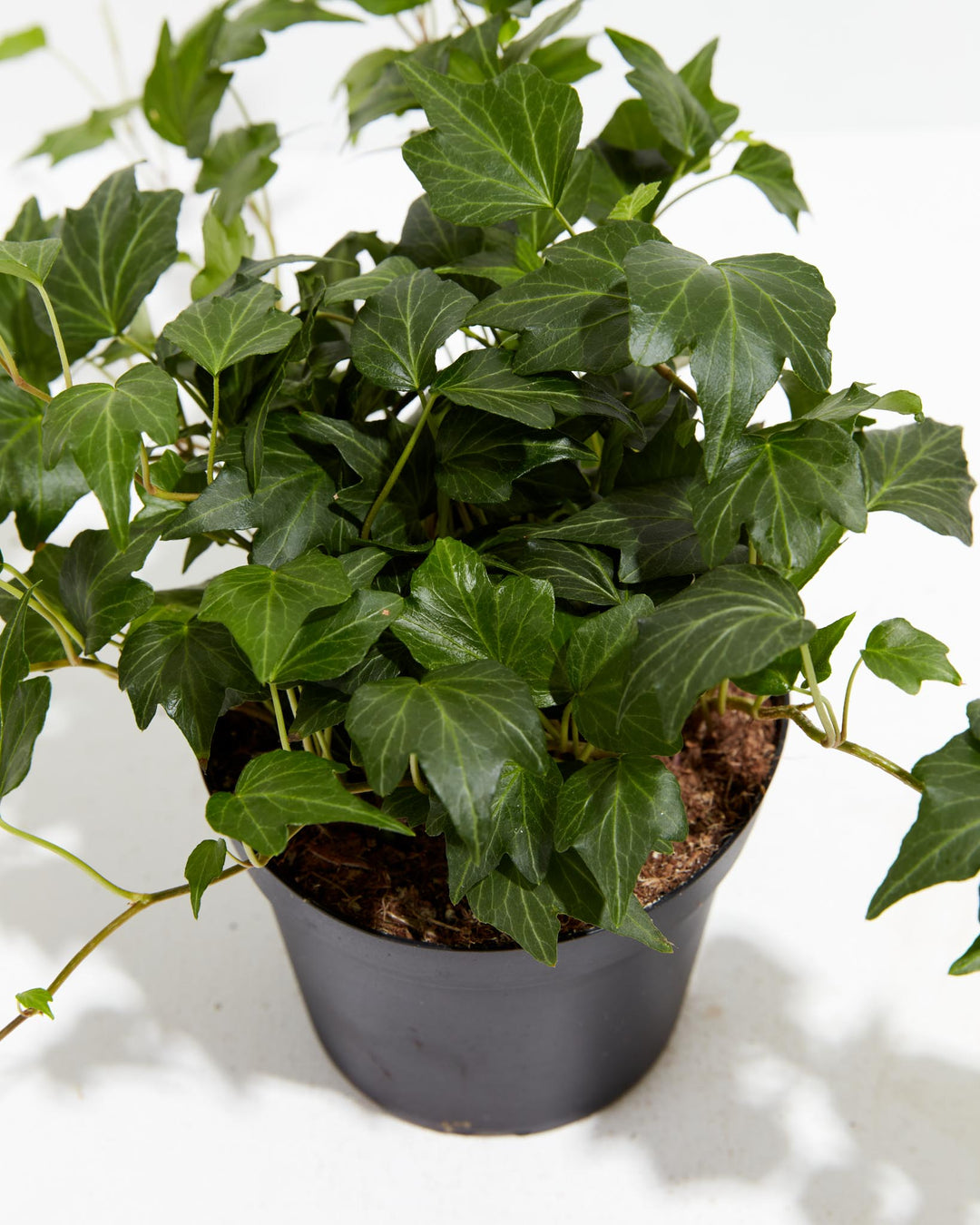 English Ivy Deep Green Ripple, Lively Root, Plant, , , , 