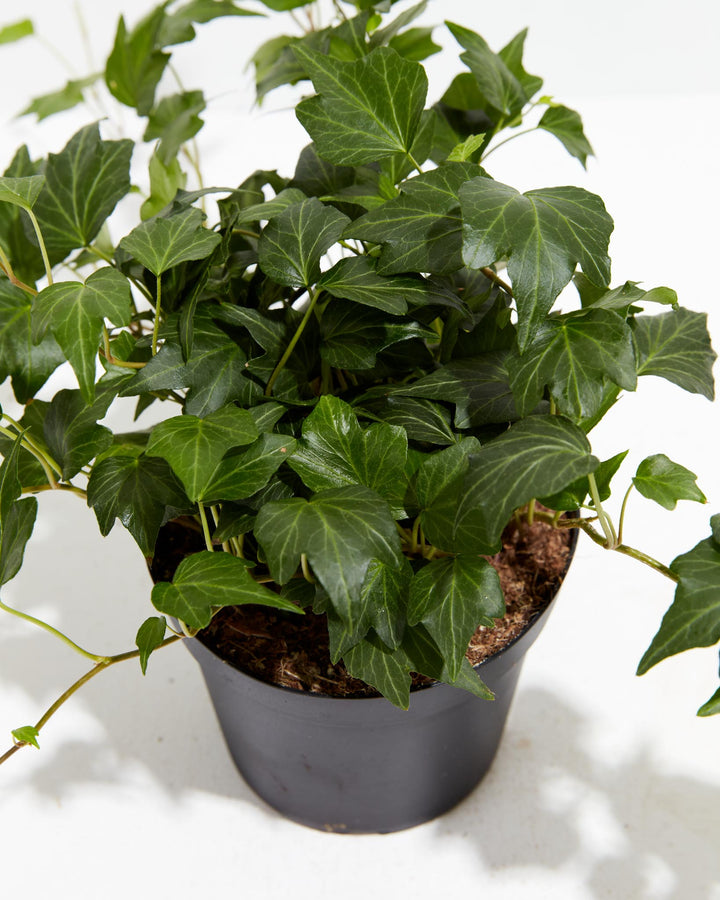 English Ivy Deep Green Ripple, Lively Root, Plant, , , , 
