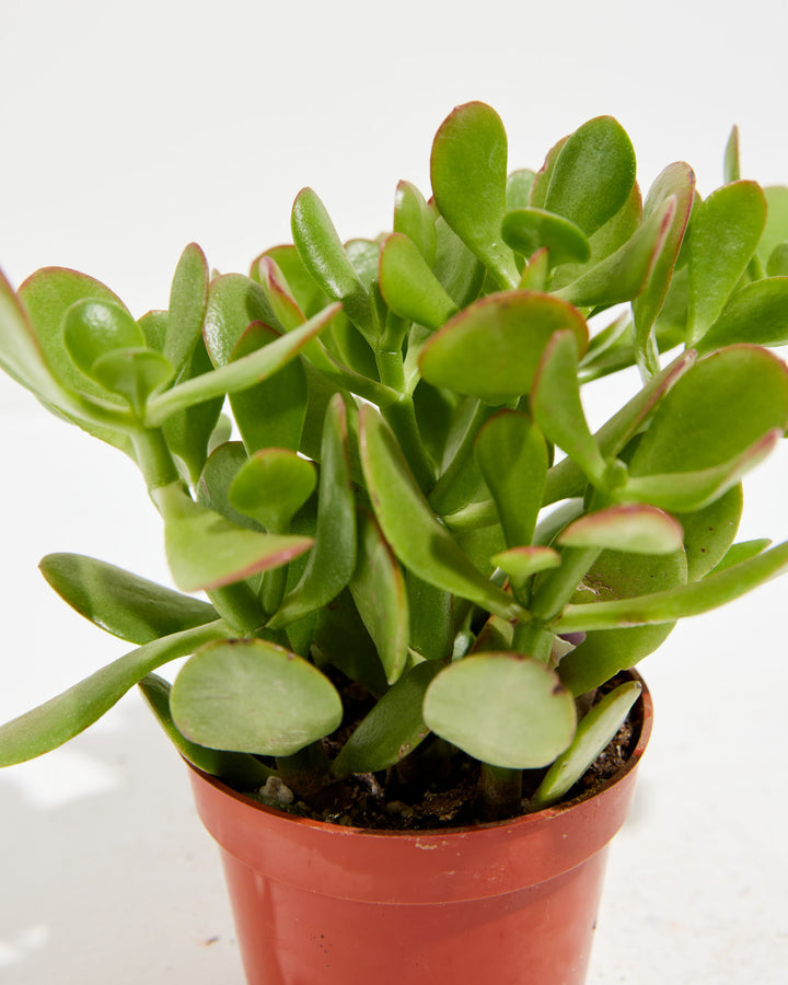 Small Jade Plant (Crassula ovata) in a 4-inch terracotta grower pot with thick oval succulent leaves and red-tinged edges