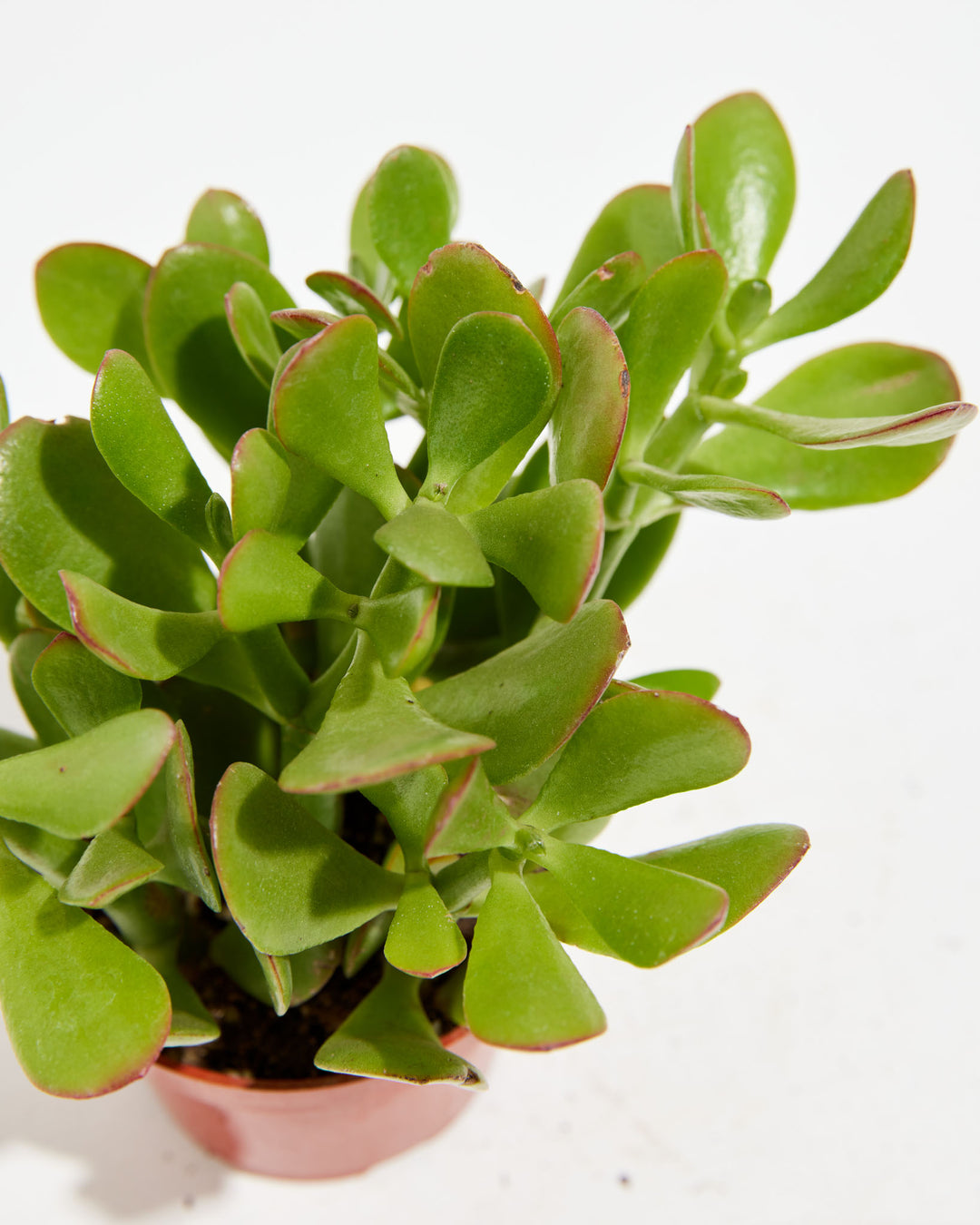 Overhead close-up of Jade Plant (Crassula ovata) in a small terracotta pot showing dense glossy succulent leaves with red-tinged edges