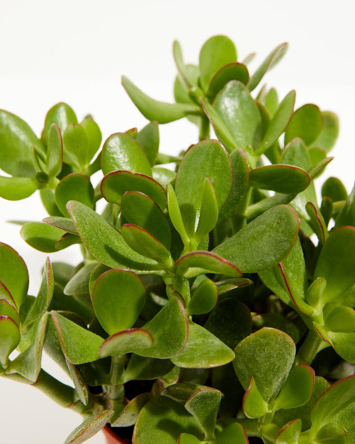 Close-up of Jade Plant (Crassula ovata) leaves showing thick glossy green succulent foliage with distinctive red-tinged edges