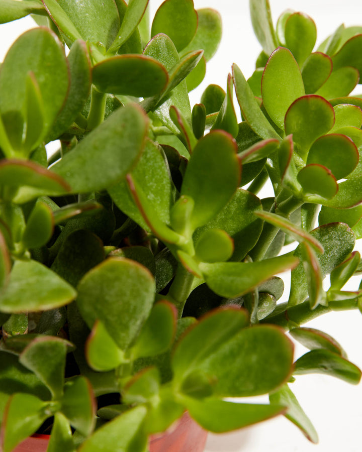 Macro close-up of Jade Plant (Crassula ovata) showing dense branching stems with plump oval succulent leaves and red leaf margins