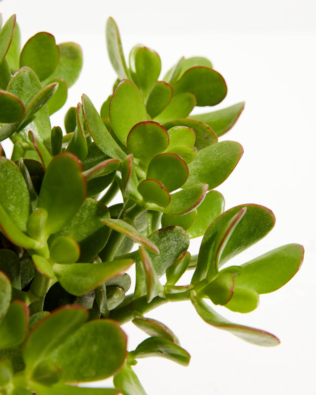 Detailed close-up of Jade Plant (Crassula ovata) branches showing thick rounded succulent leaves with red-tinged edges against a white background