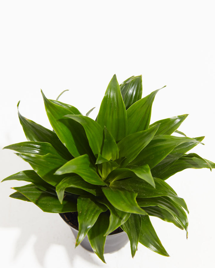 Janet Craig Dragon Plant (Dracaena), Lively Root, Plant, , , , 