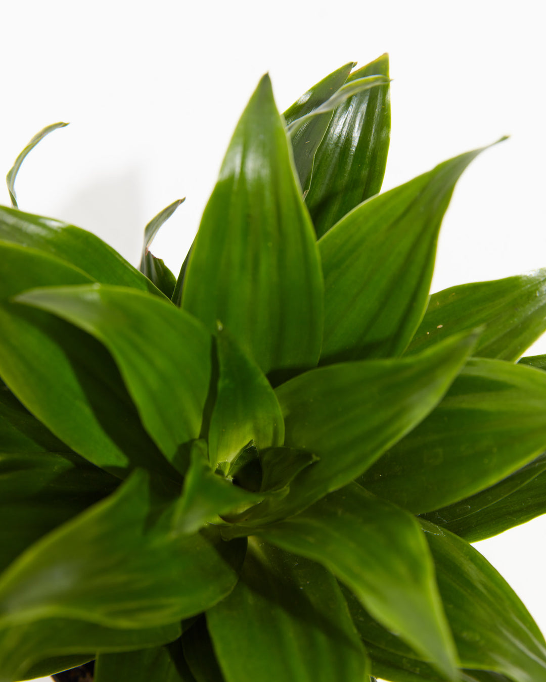 Janet Craig Dragon Plant (Dracaena), Lively Root, Plant, , , , 