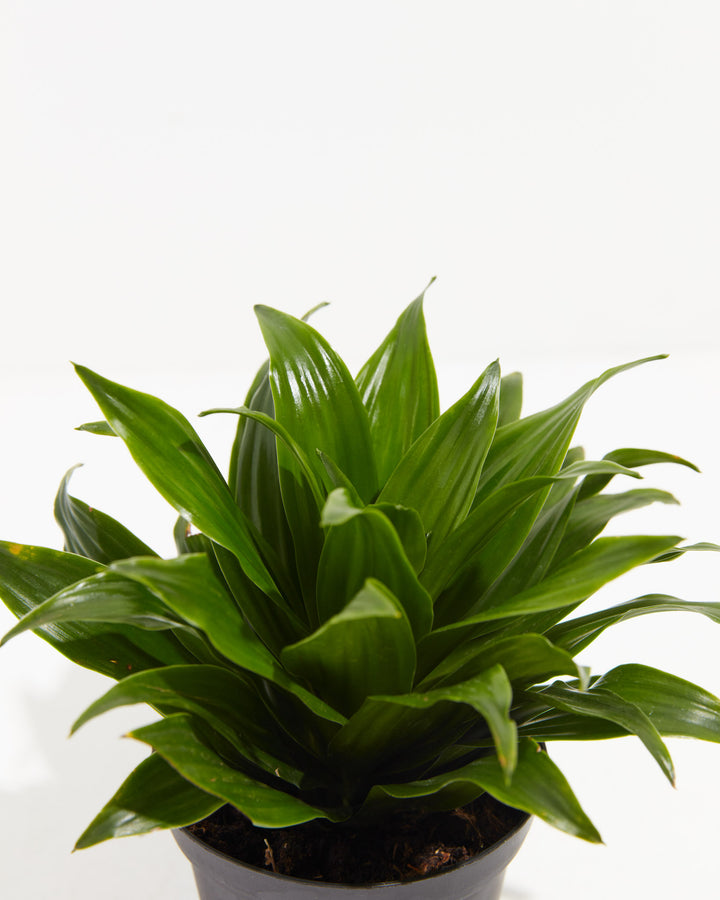 Janet Craig Dragon Plant (Dracaena), Lively Root, Plant, , , , 