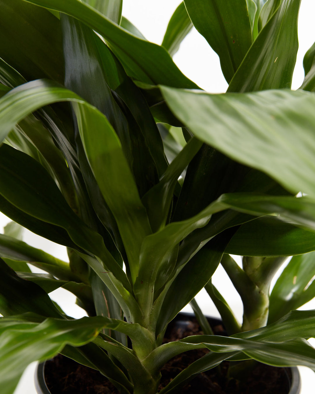Janet Craig Dragon Plant (Dracaena), Lively Root, Plant, , , , 