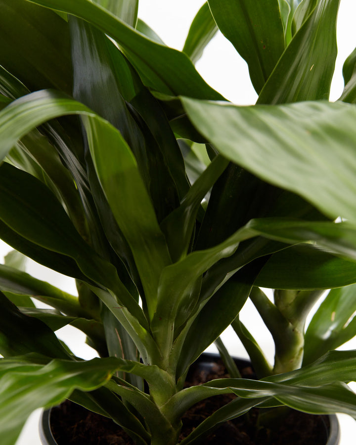 Janet Craig Dragon Plant (Dracaena), Lively Root, Plant, , , , 