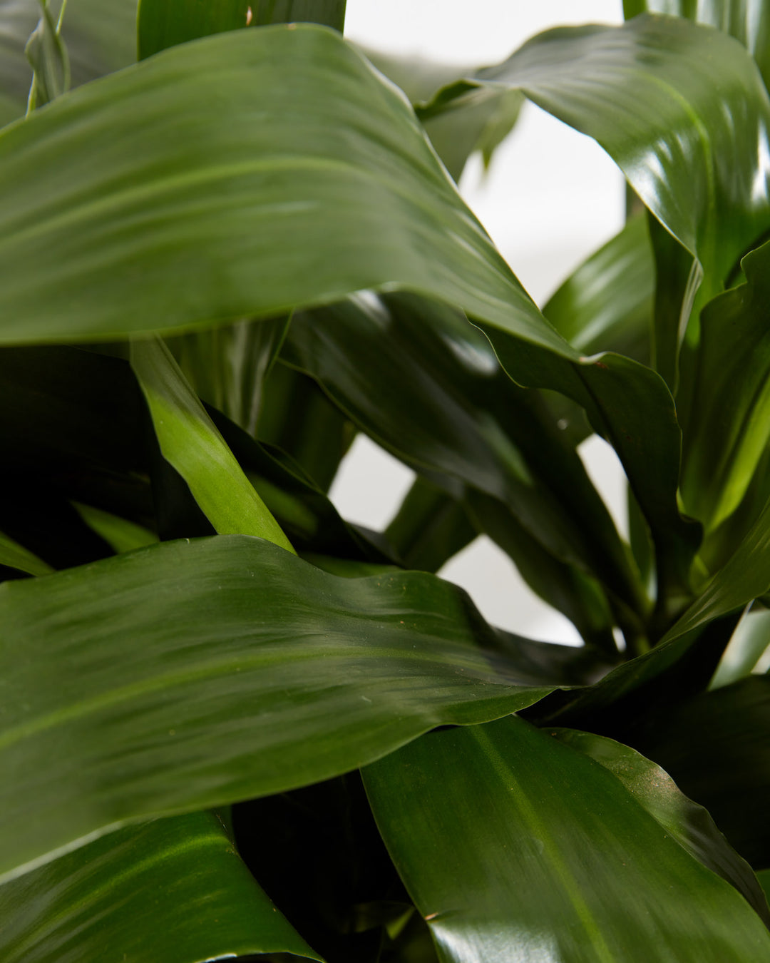 Janet Craig Dragon Plant (Dracaena), Lively Root, Plant, , , , 