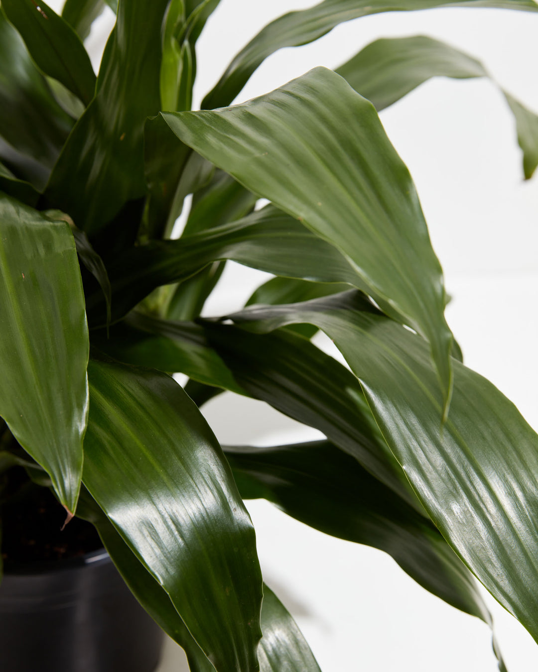 Janet Craig Dragon Plant (Dracaena), Lively Root, Plant, , , , 