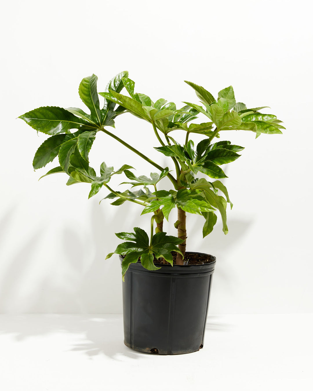 Japanese Aralia 'Fatsia Japonica', Lively Root, Plant, Size, Extra Large, , 