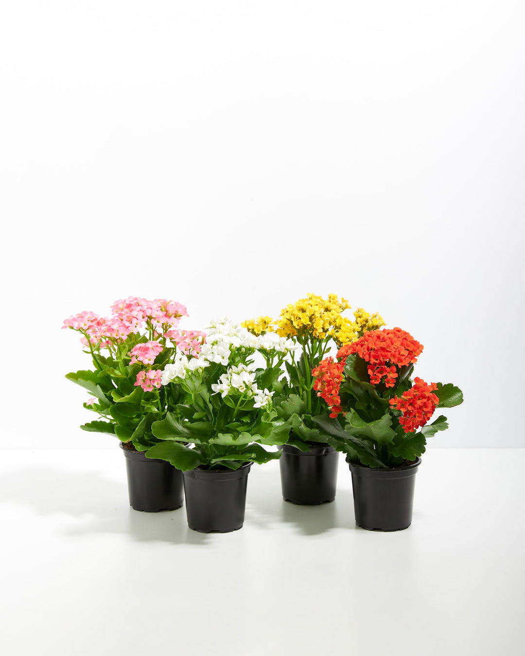Complete Kalanchoe collection in black nursery pots with multi-color flowering varieties (pink, white, yellow, red), wholesale plant assortment for garden centers and retailers.