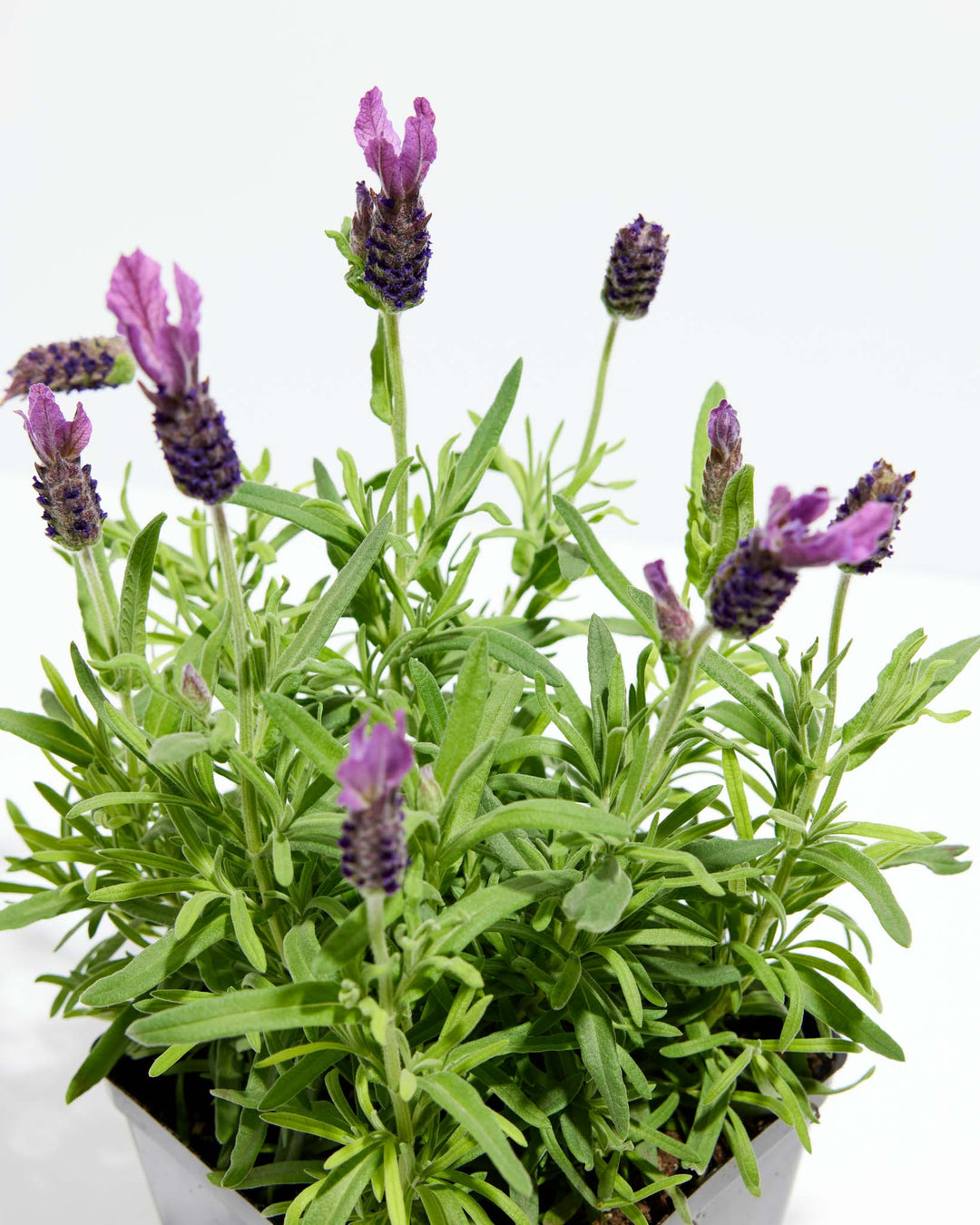 Lavender Primavera