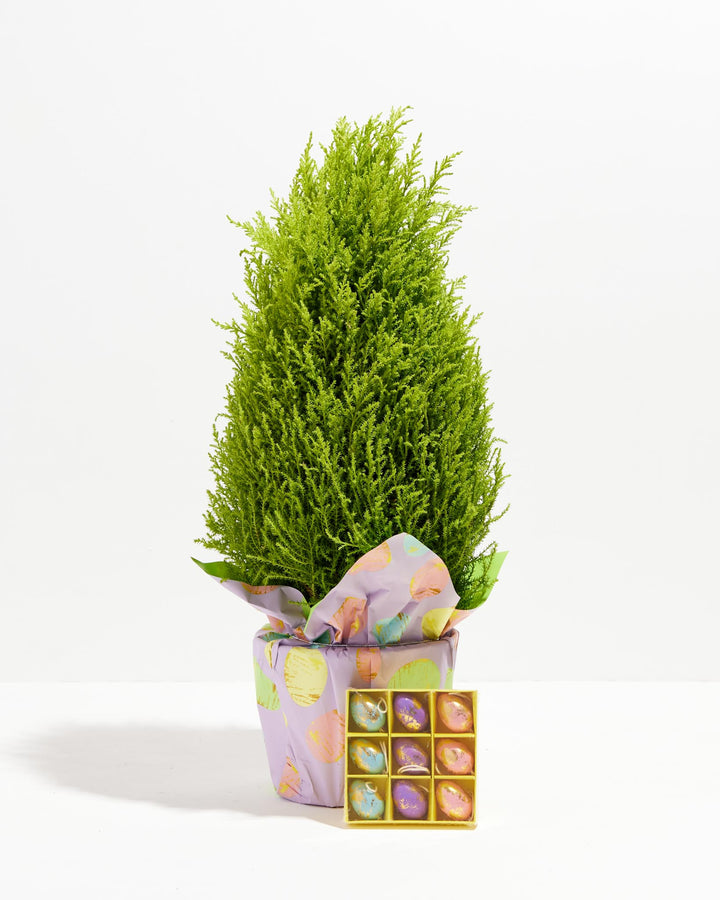 Easter Cypress