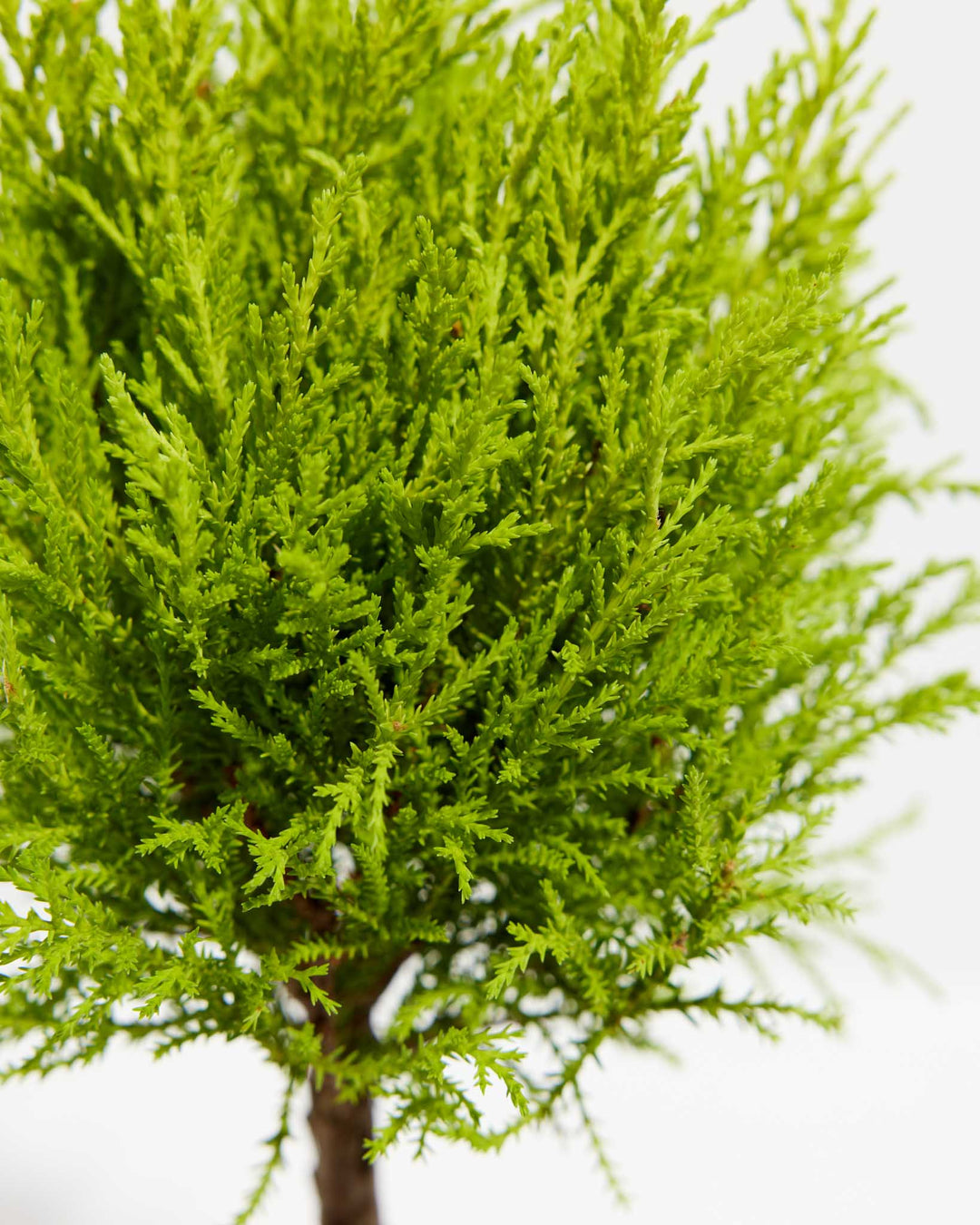 Lemon Cypress Topiary, Lively Root, Plant, , , , 