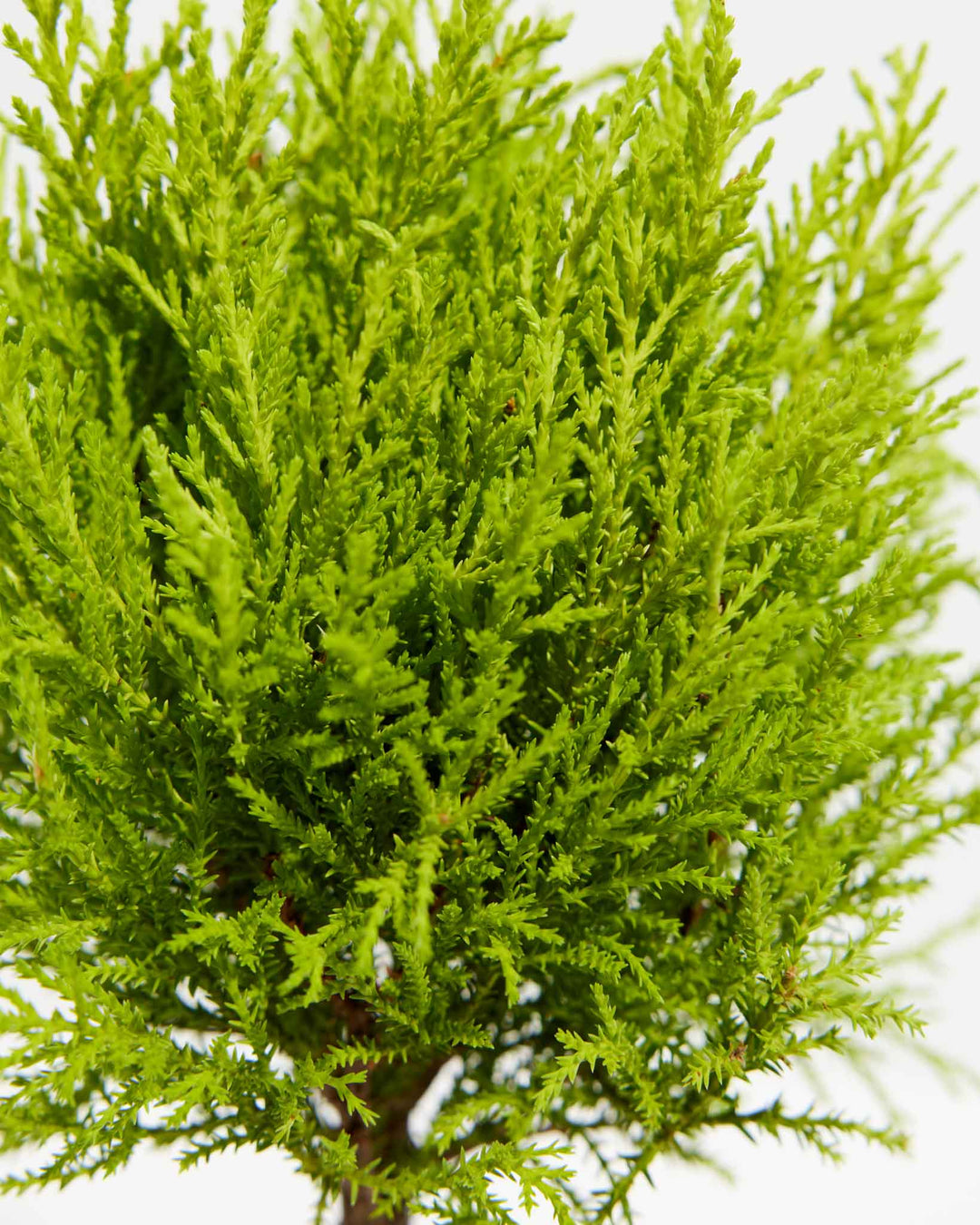 Lemon Cypress Topiary, Lively Root, Plant, , , , 
