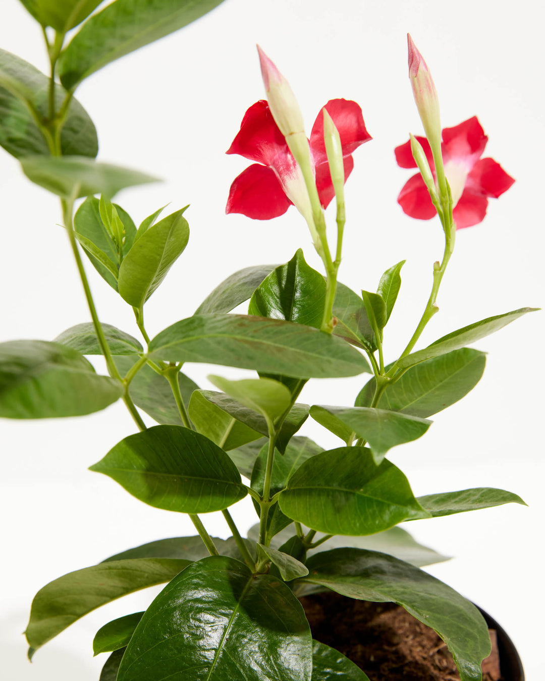 Mandevilla Red, Lively Root, Plant, , , , 