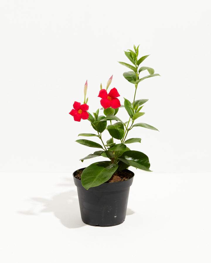 Mandevilla Red, Lively Root, Plant, Size, Medium, , 