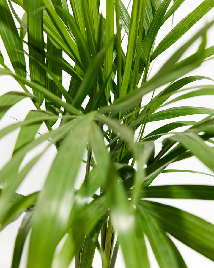 Majesty Palm
