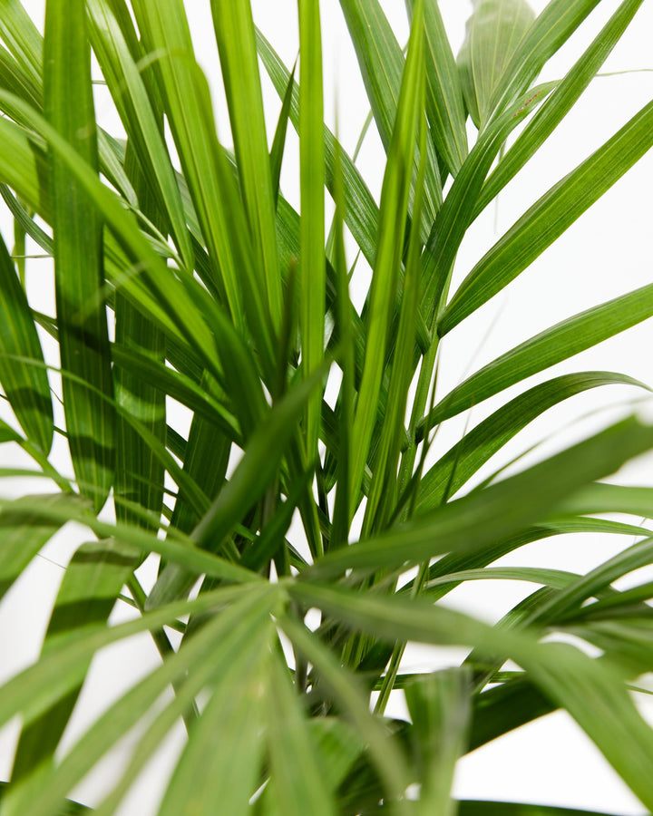 Majesty Palm