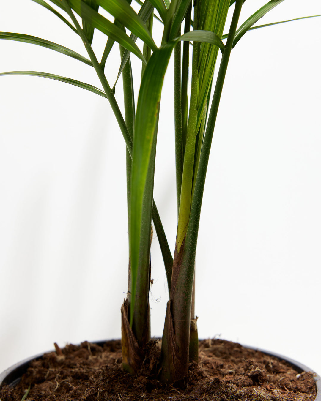 Majesty Palm