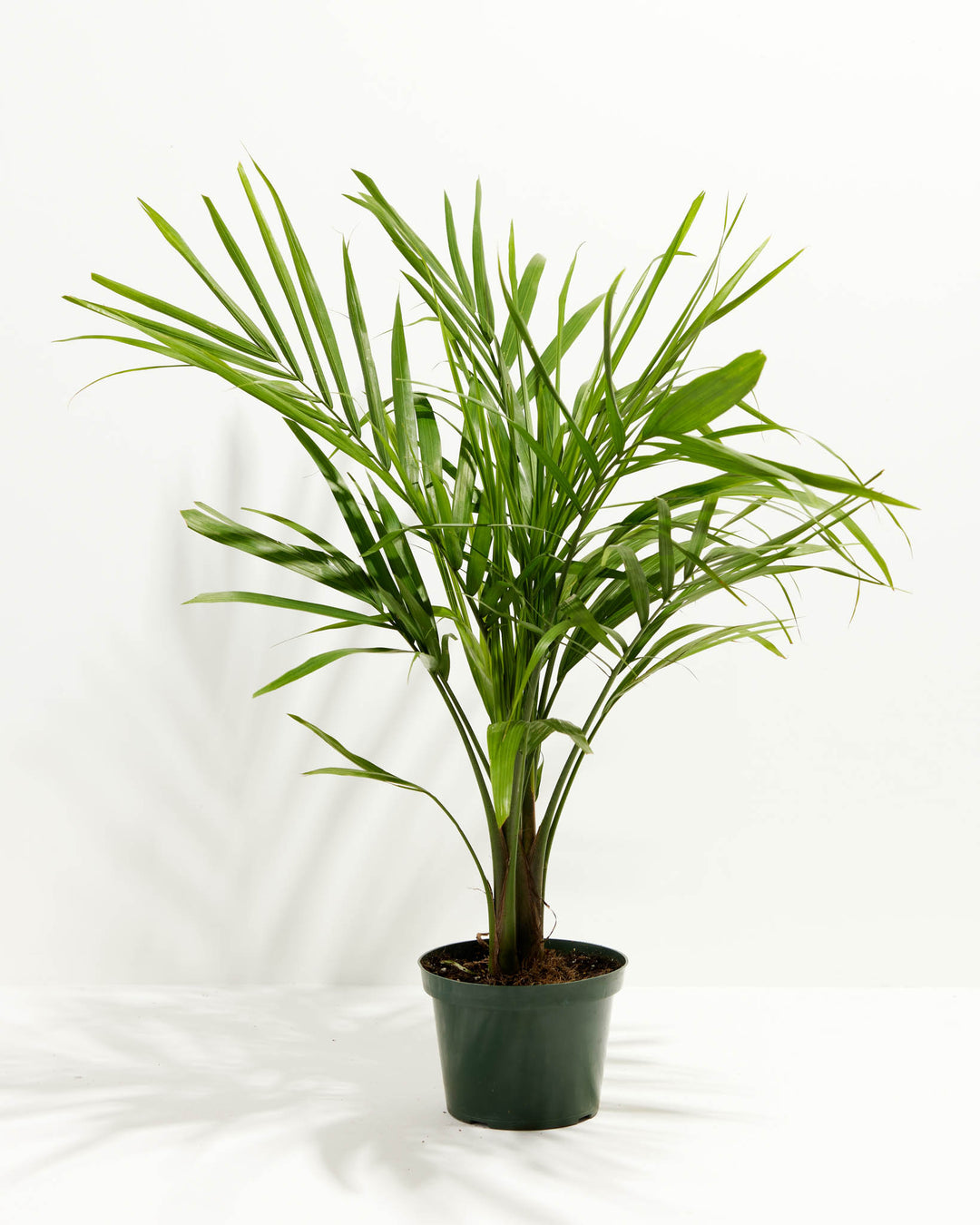 Majesty Palm