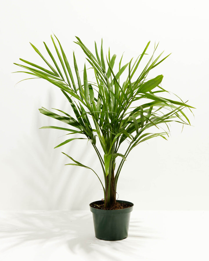 Majesty Palm