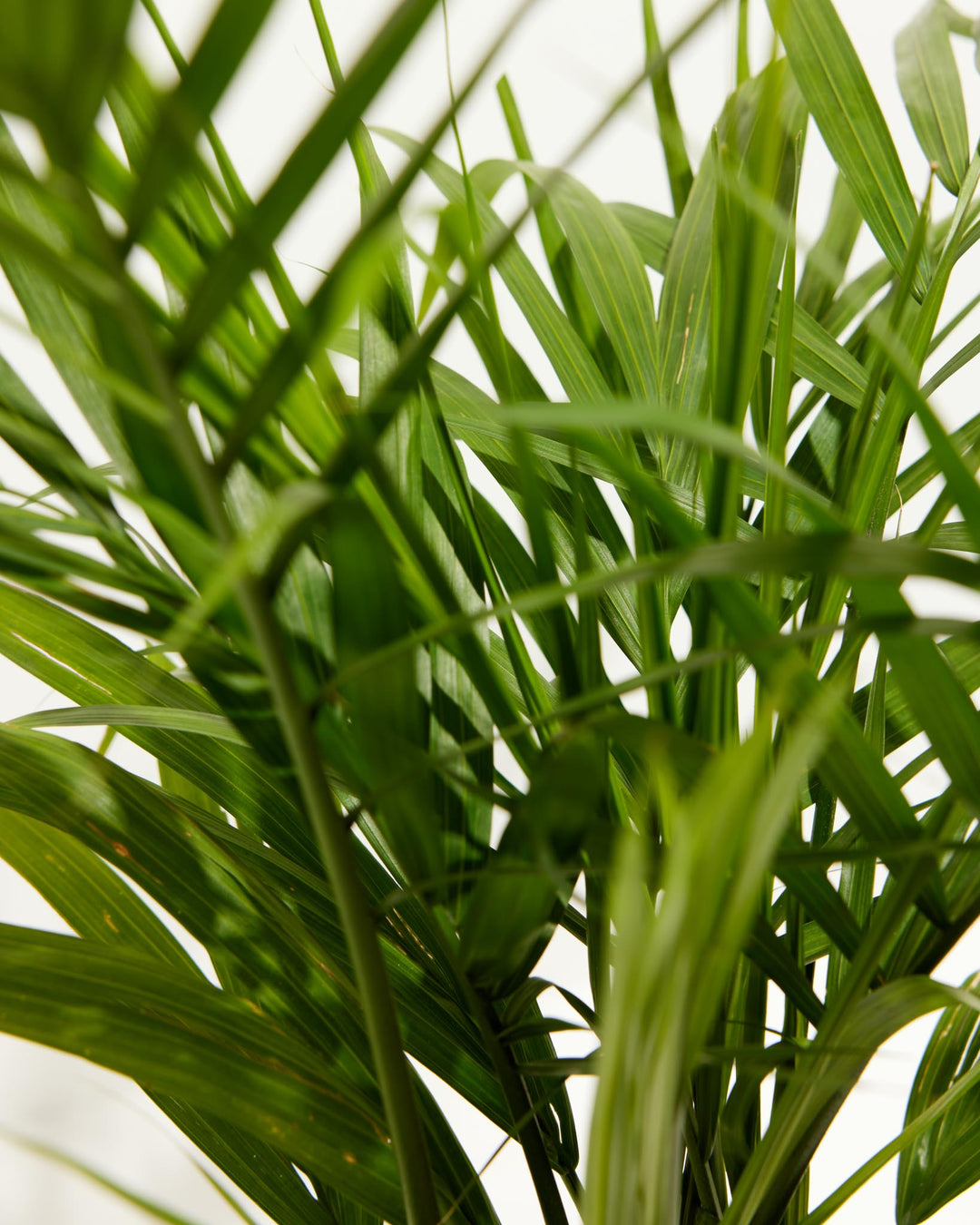 Majesty Palm
