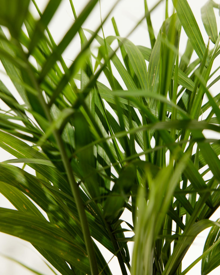 Majesty Palm