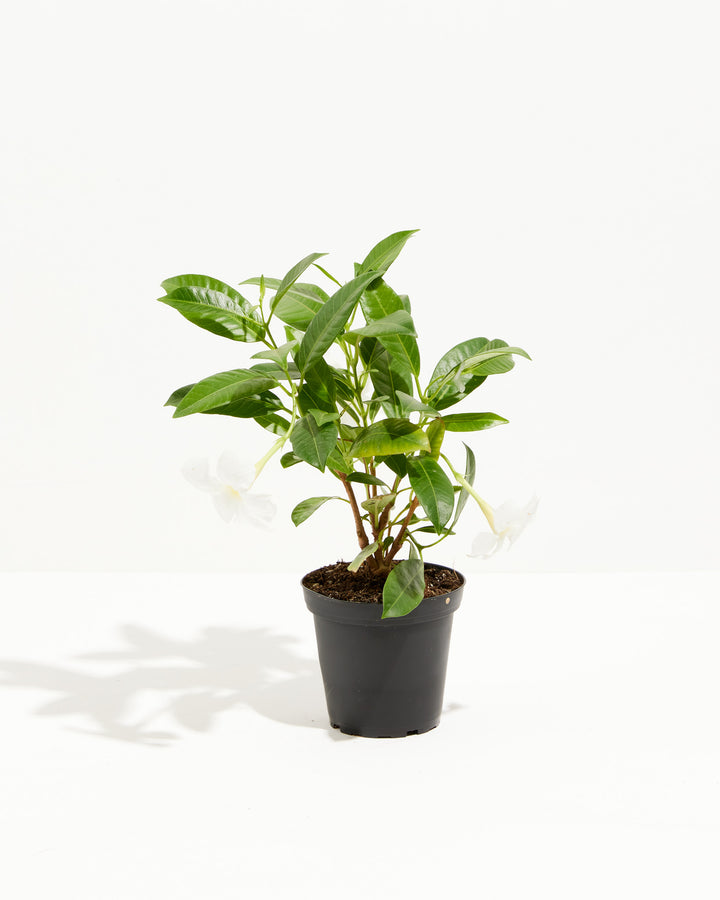 Mandevilla White, Lively Root, Plant, Size, Small, , 