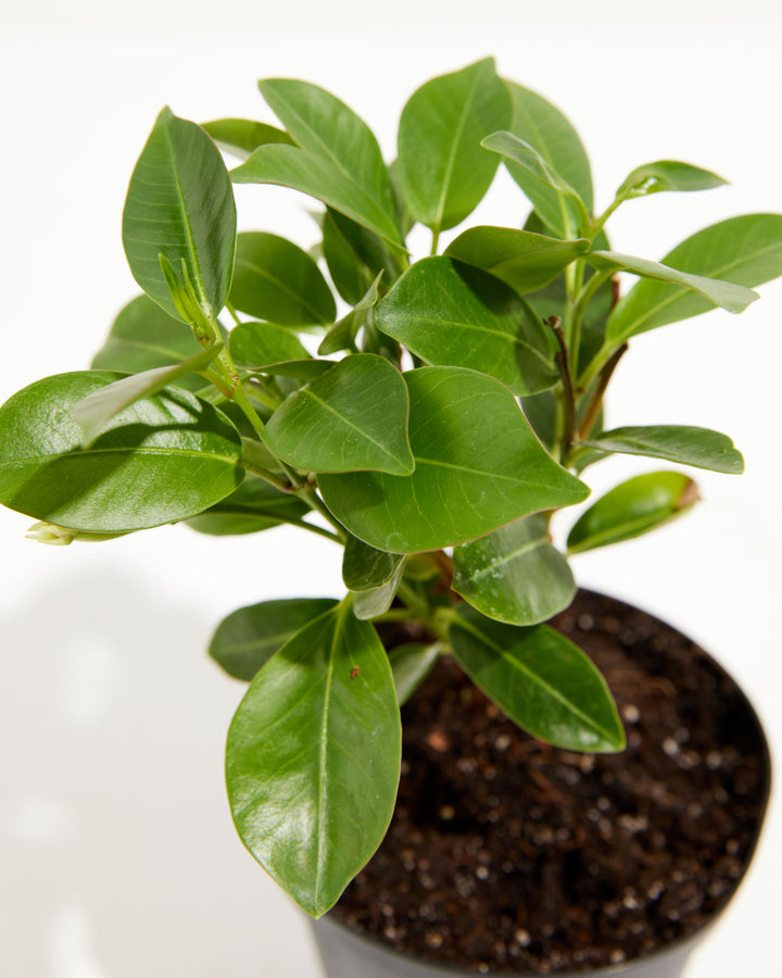 Mandevilla Red, Lively Root, Plant, , , , 