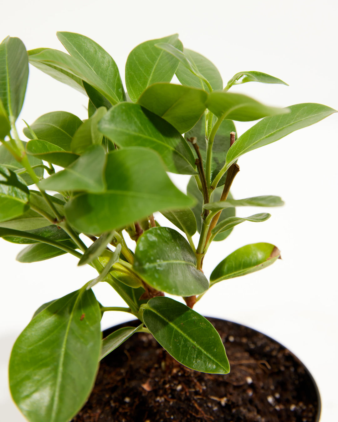 Mandevilla Red, Lively Root, Plant, , , , 