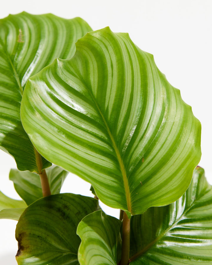 Extreme macro detail of Calathea Orbifolia foliage, silvery vein network on green leaf surface