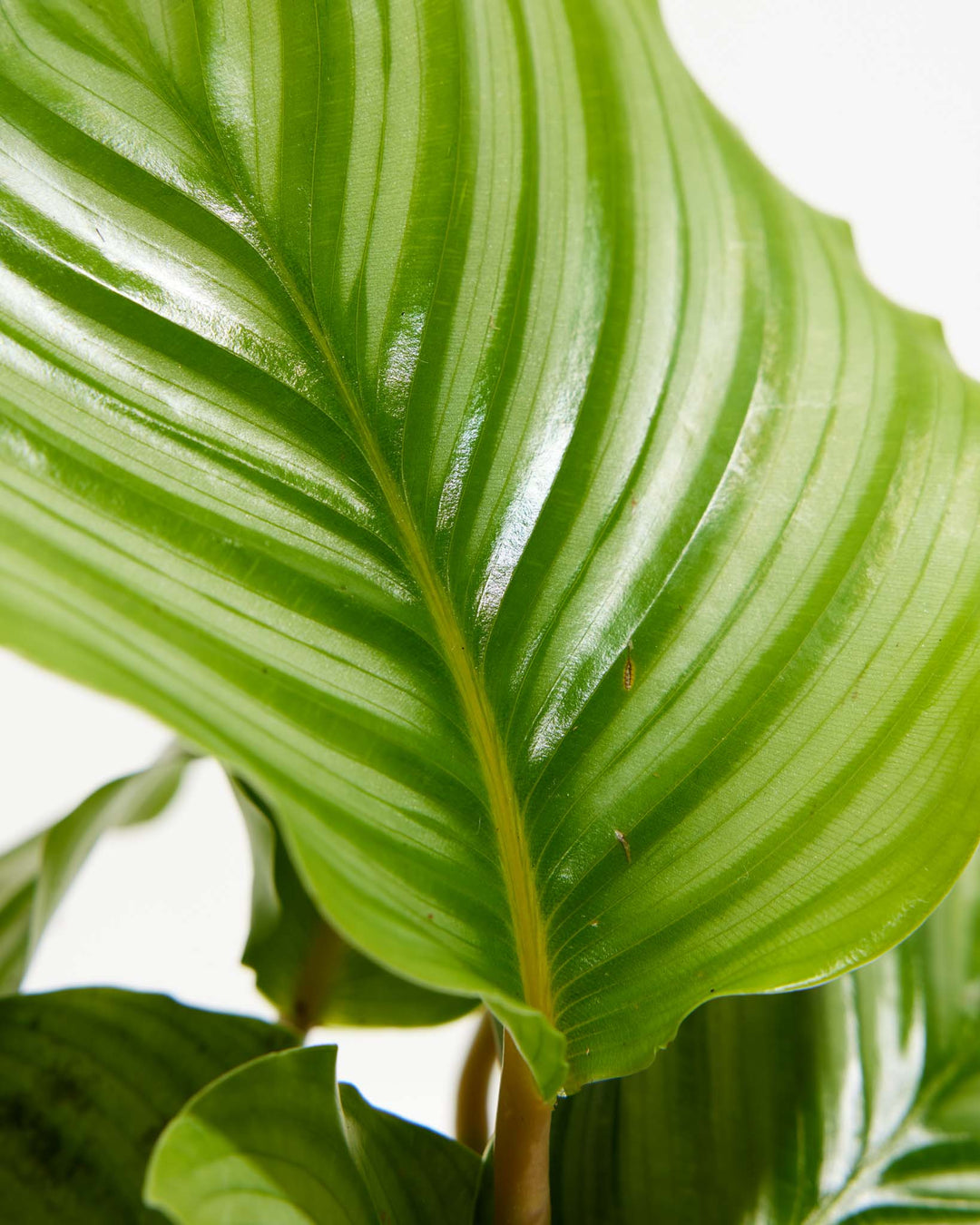 Calathea Orbifolia leaf macro close-up, intricate vein patterns and silvery-white banding on foliage