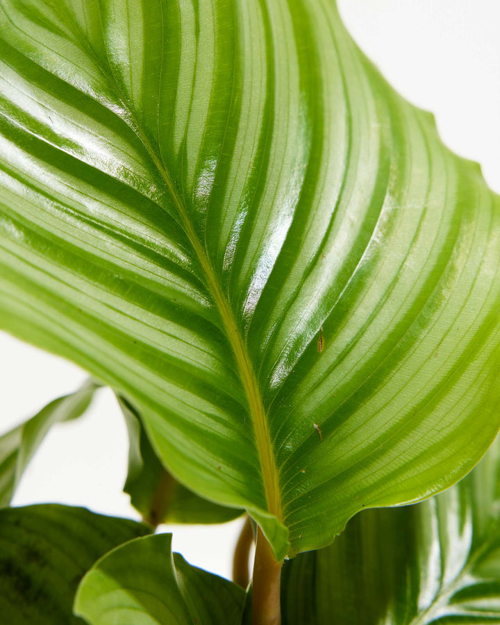 Calathea Orbifolia leaf macro close-up, intricate vein patterns and silvery-white banding on foliage