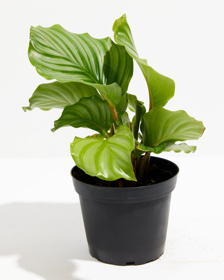 Calathea Orbifolia in black plastic pot, round green leaves with prominent silver striping detail