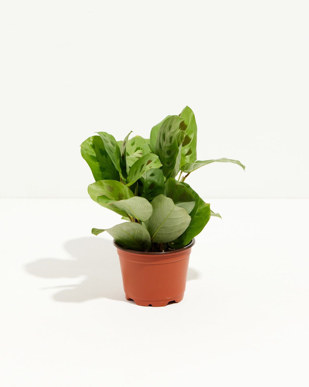 Maranta Leuconeura Prayer Plant in terracotta grower pot, striped green leaves with ornamental patterns