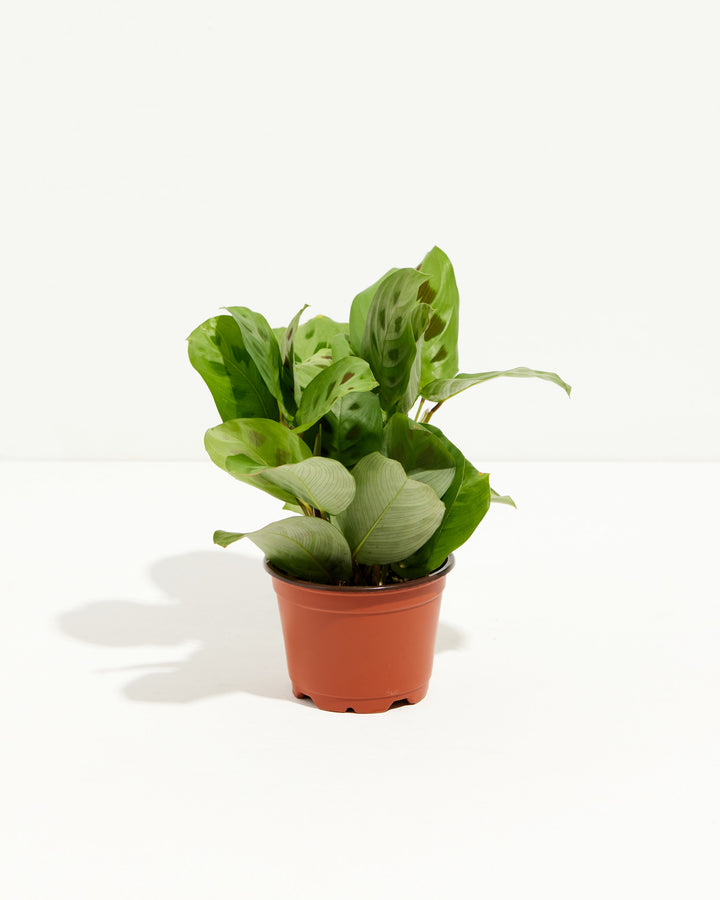Maranta Leuconeura Prayer Plant in terracotta grower pot, striped green leaves with ornamental patterns