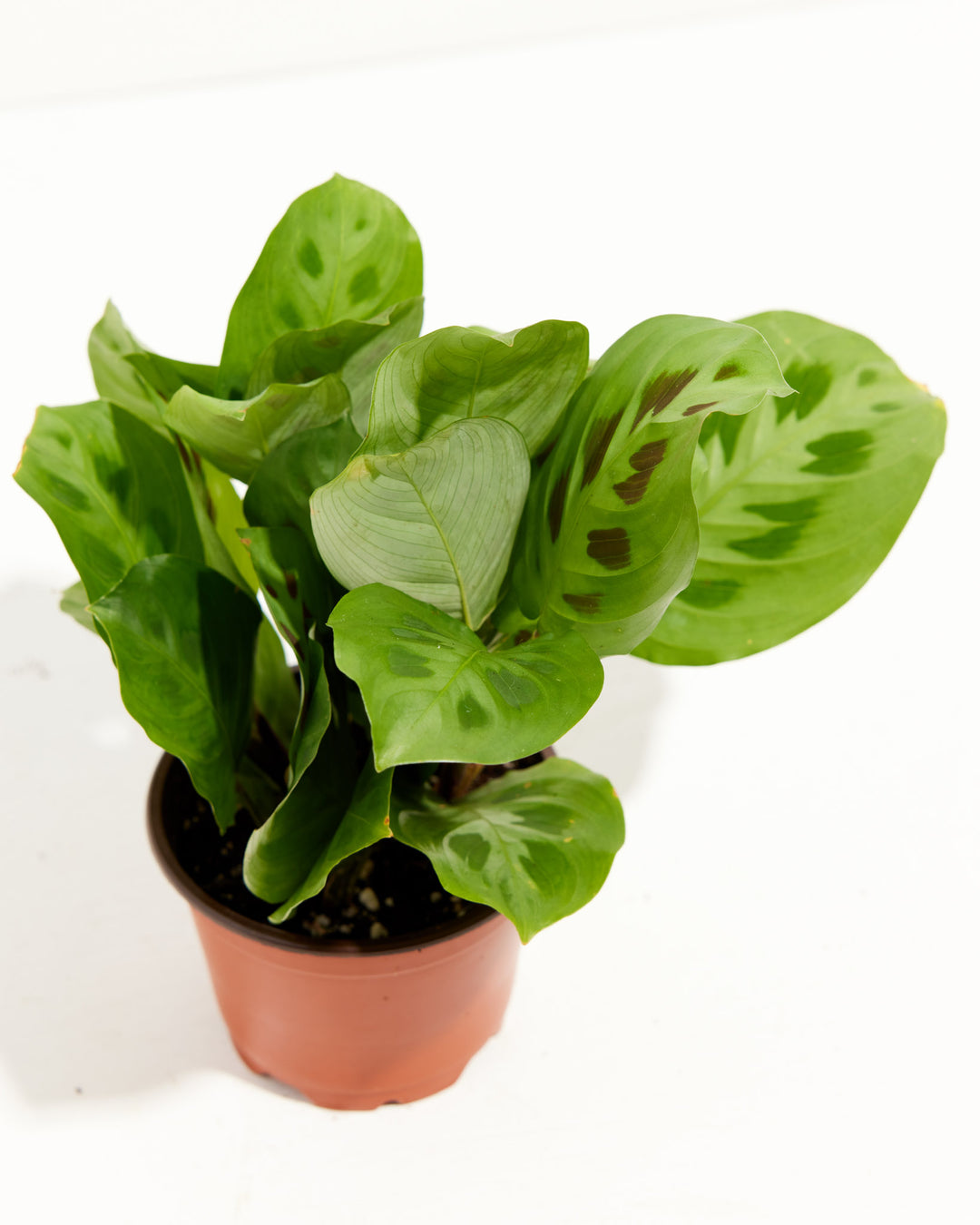 Maranta Leuconeura in peachy-rose textured ceramic pot, patterned leaves showing burgundy undersides