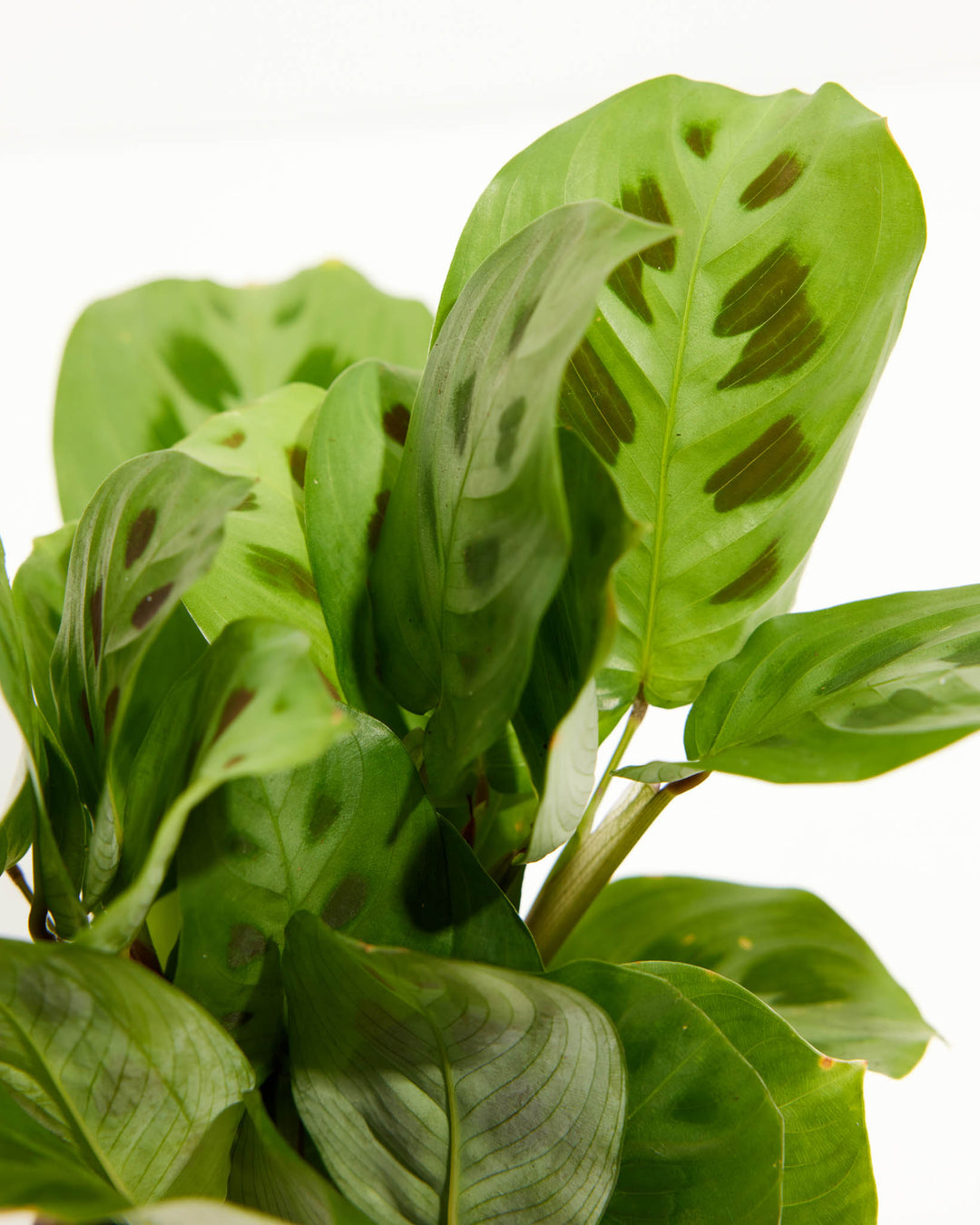 Maranta Leuconeura leaf macro detail, dark green striped pattern with burgundy vein markings close-up