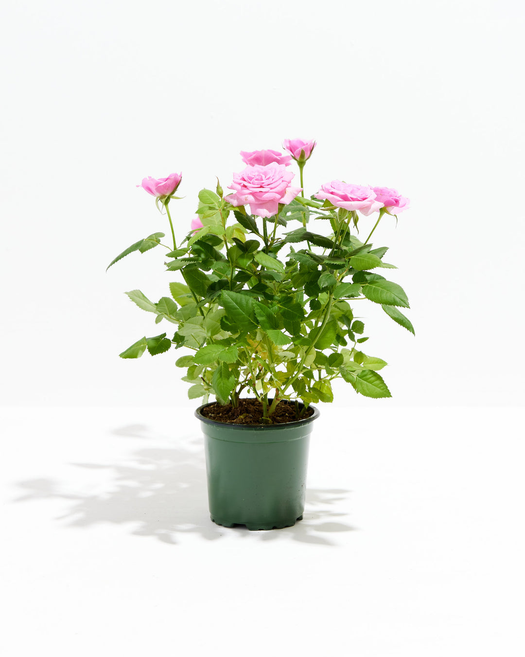 4-inch Pink Miniature Rose (Rosa chinensis minima) in a green nursery grower pot with multiple blooming and budding soft pink roses on bright green thorny stems on a white background