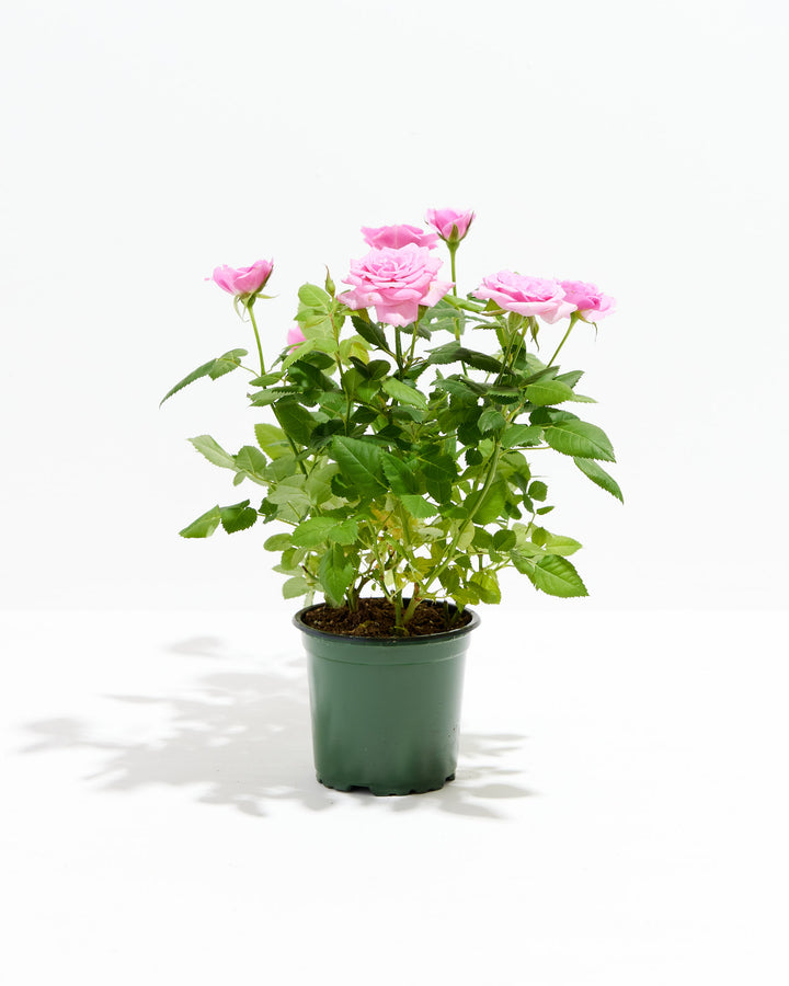 4-inch Pink Miniature Rose (Rosa chinensis minima) in a green nursery grower pot with multiple blooming and budding soft pink roses on bright green thorny stems on a white background