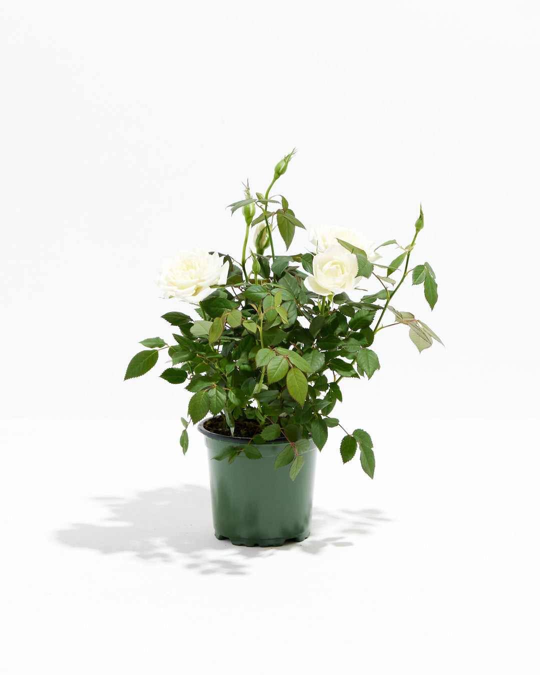 Snow White Miniature Rose full plant view in 4-inch green grower pot with open white blooms and buds – buy live mini rose plant online