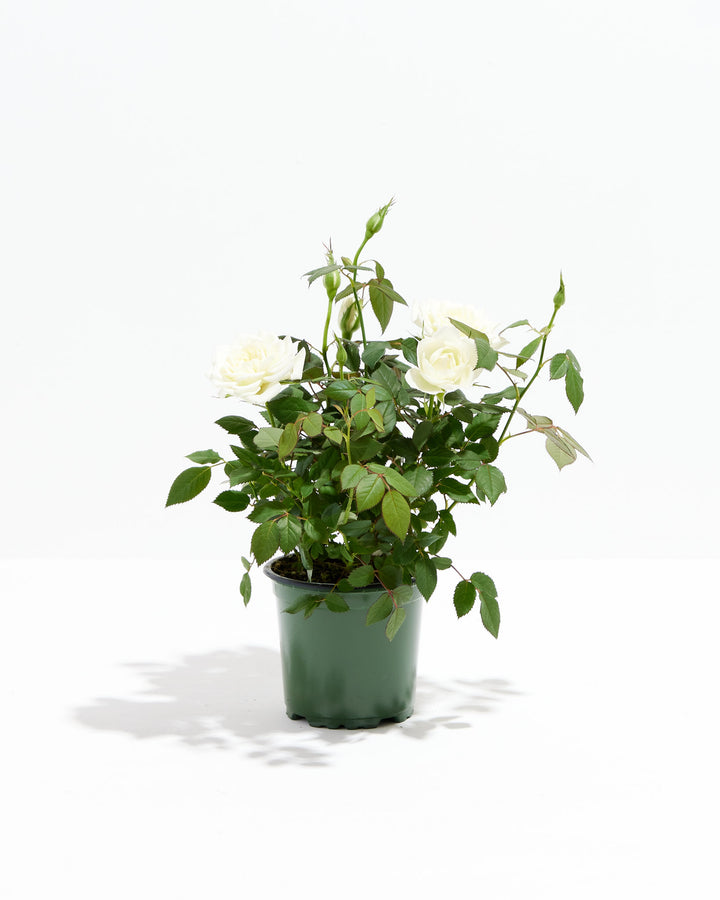 Snow White Miniature Rose full plant view in 4-inch green grower pot with open white blooms and buds – buy live mini rose plant online